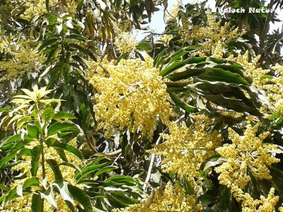 Blooming Mango
امب ءِ بُور
Amb e borr
امب ءِ بُور باز ڈولدار انت ۔ امب فروری ءِ ماہ ءَ بُور کنگ ءَ بندات کنت چہ اپریل ءِ اول سرا چہ رند امبُک بیت ۔ ءُ جون ءِ گُڈ سرا امب پُہتہ بووگ بنا کنت ۔ بلوچستان امب ءِ رودینگ ءُ شرر بَر پر کنگ واستہ ہم تب انت ۔ بلے شرت ہمیش انت کہ امب ءَ را شرریں چاگرد دییگ بی بیت ۔ مکران ءِ گرمیں ھند ءُ دمگ امب ءِ رودینگ باز جوان انت ۔
