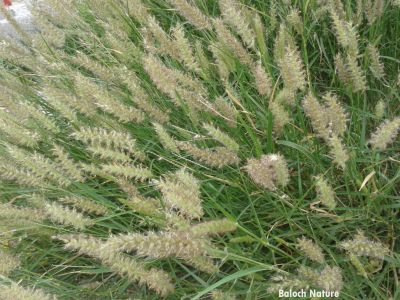 Cenchrus Ciliaris
سبر
Sibr
سبر ڈالیں کاہا ھساب کنگ بیت - پرچا کہ سبر مریت بلے آیے اُنڈال زیندگ بیت - اگاں ہر وھدا ہُور بہ بیت گُڈا دو یا سے روچے درگت ء سبر سبزاچک بیت - سبر ڈولداریں کاہے اُو ڈولداریں ہُوش ء پر کنت - اگاں پہ موسم ہور بُگوارنت گڈا سبر باز بُرز بیت - سبر دُراہیں کاہ واریں ساہ دارانِ دوستناکیں وراک انت

