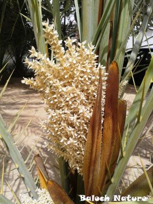  DATE PALM, Outdated Male Lateral Bud
سرّ
Sarr
سرّ ہما وھد ءَ بیت کہ گونش گیش کپیت ۔ گونش چونایا نرین مچ انت کہ اشیے ٹالاں مادگیں مچ ءِ آئورتگیں یا ترککتگیں گونشانی توک ءَ مان کن انت ۔ مچ چہ گونش ءِ بوہ ءَ بند ایت ءُ شرّیں پپُک پر کنت ۔ اگاں تو مچاں گونش مکن ات ۔ تاں مچ پینّگ بنت ۔ ءُ برے ھراب بنت ءُ ورگ ءِ کار ءَ نیا انت
