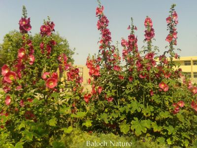 Alcea rosea
کت ءُ میاہ
Katt o meyah
کت ءُ میاہ بُن اسلا چین ءِ یک ڈولداریں پُل ءِ کہ 5 تا 8 فُٹ بُرز بیت ۔اے باز رنگانی پُل پر کنت ۔ اے پانزدہمی کرن ءَ چہ چین ءَ چہ یورپ ءَ شتگ ۔ بلے مرچاں دگنیائے چاریں کنڑاں دست کپیت


