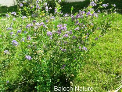 Alfalfa, Medicago sativaa
اِسپوست
Espost
اِسپوست کسانیں کاہے کہ کد ءِ 3 فٹ بوت کنت ۔ اسپوست رُدگ ءَ باز دیر کنت، بلے اولی رند ءَ رُونگ ءَ رند پدا زوت رودیت ۔ چین ءَ 1500 سال پیشتر اسپوست پہ تہلگ کار مرز کتگ ۔ اسپوست چاز سال ءَ بگر تاں ہشت سال ءَ کاہ دنت ، بلے اگاں اسپوست ءَ جاگہ وش بہ بیت ءُ ءُ بیست سال ہم زندگ بوت کنت ۔ اسپوست ءَ باز زات انت بلوچستان ءَ جموں رنگ ءِ پُل ءِ اسپوست کارمرز کن انت بلے دریں ملکاں زرد پُل ءپ گلابی پُل ءُ دگہ بازیں زات ءِ اسپوست است ۔ اسپوست ہما کاہ انت کہ اشیا دُراہیں دلوت ورانت ءِ ۔ اسپوست ہما کاہ انت کے دگنیائے چاریں کُنڈاں کِشگ بیت ۔

