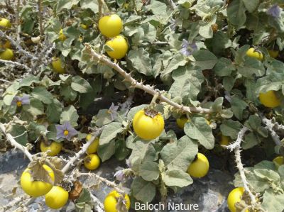 Solanum surattense
جنی بٹاگ
Jinni Battag
