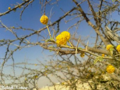 Acacia jacqmontii
چگرد
Chigird
چگرد بلوچستان ء جنگلے یک بہرے - بلوچستان ء ہور ء کم بوّگے سوب ء درچک کم انت بلے بلوچستانے ڈل دیماں چگرد مزنیں پیمیا مُوجود انت -بہارگاہے درگتاچگرد پُل بیت ، زردین گردیں پُل وشین و سارتیں بُہے کنت- ڈومبو یا پلپلازو چگردے پُلے آشک انت - چمیشکا چوریگ ڈومبوانی گراگا چگردانی کش و گواراں گرداں ۔ ادا چگرد پُل انت  ۔
