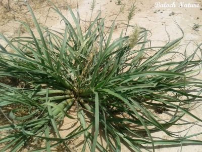 Cenchrus Ciliaris
سبر
Sibr
سبر ڈالیں کاہا ھساب کنگ بیت - پرچا کہ سبر مریت بلے آیے اُنڈال زیندگ بیت - اگاں ہر وھدا ہُور بہ بیت گُڈا دو یا سے روچے درگت ء سبر سبزاچک بیت - سبر ڈولداریں کاہے اُو ڈولداریں ہُوش ء پر کنت - اگاں پہ موسم ہور بُگوارنت گڈا سبر باز بُرز بیت - سبر دُراہیں کاہ واریں ساہ دارانِ دوستناکیں وراک انت 
