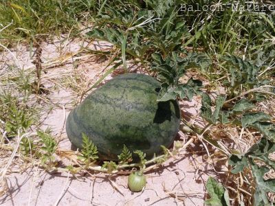 Watermelon
کوٹگ
Kottag
کوٹگ چہ کوٹگ ول ءَ پیداک بیت۔ ول زردیں پُل ہم پر کنت کہ ڈولدار انت ۔ پُل دو نمونگ انت ۔ یک ءِ نر انت ءُ دومی مادہ انت ۔ مادہ پُل دانگ بیت ۔ کوٹگ جونایا یک جنگلی ول بوتگ آئیے بنکی جاگہ نمبیانی افریکہ انت بزاں نمیبیا انت ۔ بلے کوٹگ ءِ کشار گیشتر ماں دریائے نیل کش ءُ گور بوتگ انت ۔ دوازدھمی فرعون ءِ قبر ءَ کوٹگ ءِ توم در گیجگ بوتگ ۔ بائیبل کوٹگ زکر است انت کہ بنی ازرائیل کہ وھدے مصر چہ سپر کنت گڈا آ کوٹگ ہم ورنت ۔ دھمی سدی ءَ چین ءَ سربوتگ کہ مرچی دگنائے مستریں کوٹگ پیداک کنوک انت ۔
