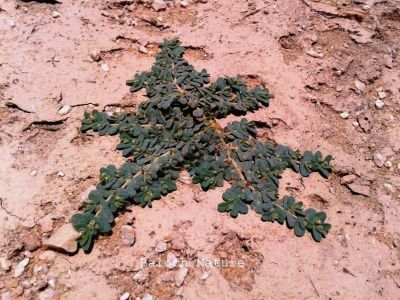 Euphorbia granulata
Sherago
 شیراگو
اے یک وت رودیں کاہے زمین ء سرا پتن روت - اے گیشتر گرماگے موسما رودیت - اشیے کسان کسانیں تاک انت بلے شاہ ء سُہر انت انت - اگان شاہے یا تاک دور بکنے گڈا ہما جاہ ء اسپیتاں شیرگ دنت - چمیشکا اشیارا شیراگو گوشنت - اشیے دگہ دو زات است انت -۔

