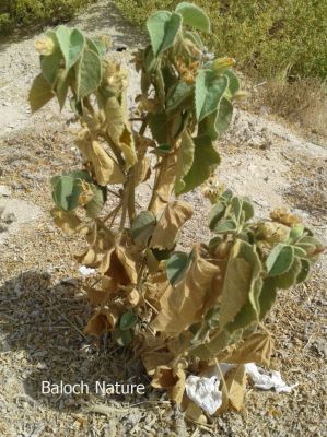 Abutilon Pannosum
جنّی کاکینک
Jenni Kakaink

جنّی کاکینک کسانیں درچکے کہ ماں ٹوہیں درچکانی بگل ء رودیت - اے سال دوازدہیں ماہاں سبز انت - اے گردیں تاک پر کنت او زردیں پُل ، باز ڈولدار انت

