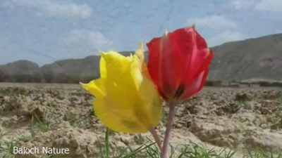 Tulip
گواڈگ
Gwadag
