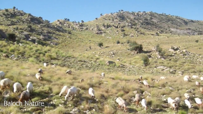 Landscape of Balochistan
ندارگ
Nadarag
اے ندارگ توک ءَ ترا میش گندکا کاھنت ۔ پرچا کہ بلوچستان گیشتر مال چارینی ءُ کہچراں چہ زانگ ءُ نامدار بوتگ ۔ اے کہچر کوہ آماچ مستونگ انت ۔ 
