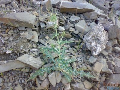 Echinops
Mari-Shazheek
ماری - شژیک
اے ڈہلداریں کاہ ما پہ چکاس  ء ہیر کتگ ات۔ مارا ھم اشیے نام مالوم نہ ات - بلے استین نامیں سنگتیا  نام راہ داتگ و پدا ما پٹ و پول کتگ کہ نام ء برزا نبشتہ انت - یکبرے پدا یستین ء منت
