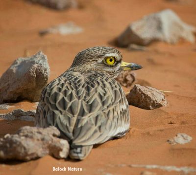 Stone Curlew
Reyout 
ریوٹ 
ریوٹ بلوچستان ء جہمنندیں مُرگے نہ انت - اے چو چرزے وڈا اردوکانی بلوچستان ء پناہ زوریت - اے گیشتر شپ ء ریکانی او پُلکانی سرا تر ایت کڈوک میزوک کٹگ دگہ لولوک گپت وارت اے اکتوبر بگر تاں پروری ء گڈ سرا بلوچستاں ھندو دمگاں ترّوتاب کنت بلے مارچ ء گار بیت -۔

