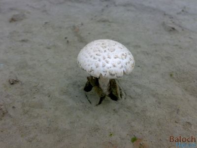 Balochistan Portobello Mushroom
ُPashtalaink
پشتلینک
اے کُٹینگ ء یک ذاتے کہ اشیا پشتلینک گوشنت - اے گیشتعر ہما جاہں رودیت یا پیداک بیت کہ اودا گورم یا گوک یلہ بوتگ انت - اشارا نارُشت کن انت - او اشکرے سرا پچ انتے باز تامدار انت او وشّیں بوہے کنت - زمانگا بہارے درگتا کُٹینگے چنگا جنگل او ہنکیناں شتگ انت کہ اودا کُٹینگ باز بوتگ -۔

