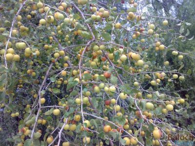 Zizyphus spina - christi
Konar
کُنر
کُنر بلوچستان ء میوہ ء زانگ بیت - کنر ء بلوچ پہ شُوق ورانت - چمیشکا بلوچستان ء چُشیں باگے نیست کہ کُنر ء مان مہ بیت - کُنر باز زات انت - پنس، گڈّگی، بے گڈگ، مکئِ، او دگہ بازیں - 
