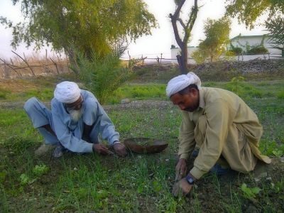 Onion field
پیمازے آکوشگ
Pimaz e Aakoshag
پیماز ء َ کشگ ءَ رند آکوش انت ۔ آئیے کش ءُ گوارانی وترودیں کاہاں در کن انت  ۔ ءُ زمین کمے نرم کن انت تنکہ پیماز ءِ بُن مزن تر بہ بنت ۔ 
