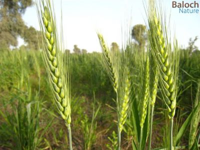 wheat
غلّہ ھُوش انت
غلّہ بلوچستان ء کُوہنیں فصلء - وھدے زمانگ ء بلوچستان گلہ ء کشت و کشار بوتگ - پرچا کہ بلوچستان زمین پہ کشاورزی ء باز جوان انت -  
