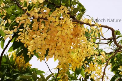 CASSIA_FISTULA
املتاس
Amaltas
اے ڈنی مُلکی بزاں ھند ءُ برما ءِ  درچک ات کہ گرماگ ئے وھداں زردیں ءُ ڈولداریں پُل پر کنت کہ باز ڈولدار بنت ۔
