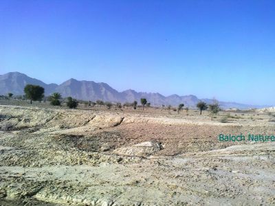 A look of Zarrain Bog Makran
Zarrain Bog Makran e nadarag
زرّیں بُگ  مکران ء ندارگ
اے ندارگ اے گپّا سابت کنت کہ اگاں بلوچستان ء ہور مہ بیت بلے بلوچستان زمین پہ ھلو ھالو وتی درچک او داراں نہ کوشنت - ادا کہور، چش، چگرد او مچ ھُشکاوگیں بندے توک ء سرسبز و شاداب انت -۔

