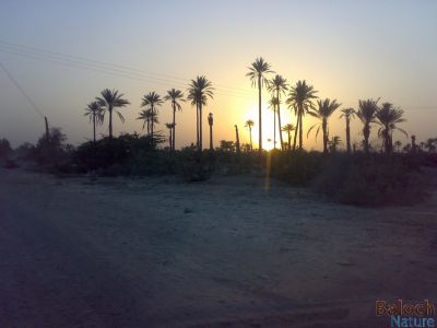 A sunset on Balochistan Oasiss
Roch zard man machkidag a
روزرد ماں مچکدگ ء 
روزرد چونایا روچے ھلاسی ء جار انت - روزرد ہمے باور کنائین ات کہ روچ ہاکمی ھلاس انت او شپے ہاکمی ء بندات انت - نوں اے درگتا رژناہی تہاری ء اندرا بُک وران انت 
