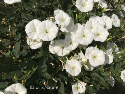 Field Bind Weed

Patahok, Aahichk, Lekirk
لیکرک، آہیچک، پتاھوک
آہیچک کسانیں کاہے گیشتر ڈگارانی جُوہ او بنداں رودیت - اے مدام زمین ء سرا پراہ روت - بلے اگاں درچکے کش و گواراں برودیت گُڈا درچک ء سر کپیت - اسپیتیں او گُلابییں ڈولداریں پُلء جنت کہ ڈولدار بیت
بلے اے اسپیت گُلابی گونگیں رنگے پُل انت
