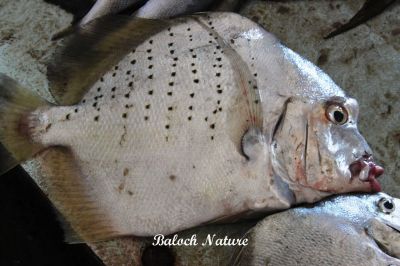 Spotted sicklefish 
آمڈوسک
Aamadosk
