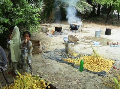 Boiling Date
آرگ یا آرک 
آرگ گرادگا انت آمین ء درگتا مردم آرگ جوڈ کن انت - بزان مچّے رنگ ء گرادنت پدا تاپ ء کن انت تنکہ ھُشک بہ بنت - آرگ باز تامدار بیت - بلے ھمُک مچّے برا آرگ جوڈ نہ کن انت - آرگ گیشتر ھلینی و مُزّاتی ء رنگ ء چہ گیشتر آرگ جوڈ کن انت 
