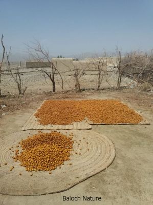 Dry date

آرگ
Aarag
آرگ گیشتر الینی ءِ رنگاں کوّل کن انت، پدا تاپ ءِ کن انت کہ ہُشک بنت، ھُشکیا چہ رند درپان کن انت ، او لوٹ ءِ پدا کارمرز کن انت۔ آرگ باز تام دار انت۔ بلے دگہ مچّانی براں کم آرگ جوڑ کن انت۔
