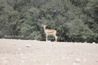 Gazelle
آسک
Aask
آسک یا آسکُل جنگلی ساہداراں چہ شرّنگ او ڈولدار تر انت - یک وھدے بوتگ کہ مئے سُرمگیں کوہانی زینت بوتگ انت - بلے مئے وتی ناشریاں اے ڈولدارِیں ساہ دار ھلاس کتگ انت - اگاں مارا یک آسک ء ھاجت بوتگ بلے ما تانسریں رمگ ھلاس کتگ او پدا وتی سپت کتگ کہ من مرچی دہ یا بیست آسک شکار کتگ -۔


