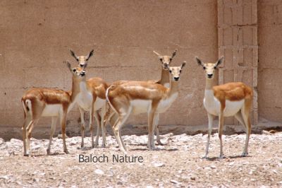Gazelle
Aask
آسک
آسک یا آسکُل جنگلی ساہداراں چہ شرّنگ او ڈولدار تر انت - یک وھدے بوتگ کہ مئے سُرمگیں کوہانی زینت بوتگ انت - بلے مئے وتی ناشریاں اے ڈولدارِیں ساہ دار ھلاس کتگ انت - اگاں مارا یک آسک ء ھاجت بوتگ بلے ما تانسریں رمگ ھلاس کتگ او پدا وتی سپت کتگ کہ من مرچی دہ یا بیست آسک شکار کتگ -۔
