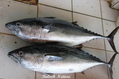 Striped Tuna
کِشکی اھُور
Kishki Ahoor
کشکی اھُور اے ماھیگ بُرزی نیمگا سیاہ سبز انت۔ ءُ جہلی نیمگا نُگرئی رنگ انت۔ ایشیے وزن یک چہ شش کیلو بیت۔ بلے چہ دہ کیلو ہم بوت کنت۔ اشیارا بڈا ءُ جہلی نیمگا کشک ءِ مان چمیشکا اشیارا کشکی اھور گوشنت ۔ 



