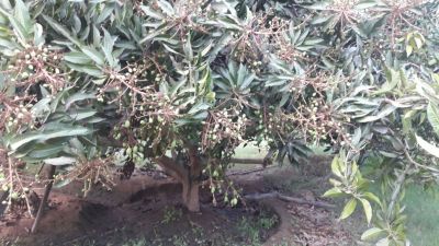 Mango
امب
Amb
امب ادا امبُک  انت ۔

