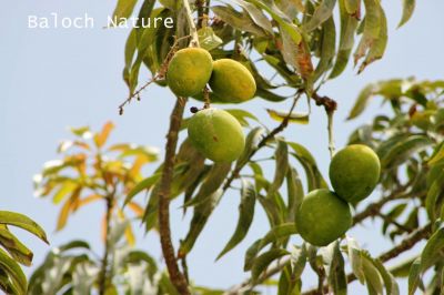 Mango
امب
Amb
امب بلوچستان ءِ شرتریں نیبگاں چہ یک ات ۔ بلوچستان امب سک باز پیداک بیت ۔ چونایا امب ءِ باز زات انت ، بلے بلوچستان ءِ تنیگا ہمک مردم اے امبانی زاتاں جاہ آئورت نہ کنت ۔ بلے نصیر آباد ءُ بیلہ ءِ مردم کہ کاروباری مردم انت آ اے امبانی زات ءِ سرا وتی باغاں امب کِش انت ۔ امب ءِ زات چو مچ ءِ وڈا باز انت بلے گوش  انت کہ سندھڑی ، چونسہ ءُ الفونسو درستاں چہ تام دار تر انت۔
