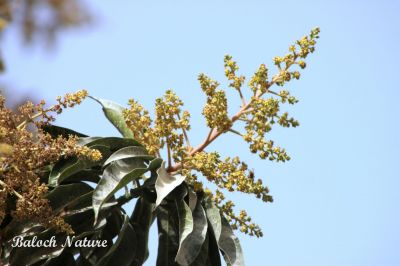 Mango is Blooming
امب ءِ بُور
Amb e borr
امب  ءِ بُور باز ڈولدار انت ۔ امب فروری ءِ ماہ ءَ بُور کنگ ءَ بندات کنت چہ اپریل ءِ اول سرا چہ رند امبُک بیت ۔ ءُ جون ءِ گُڈ سرا امب پُہتہ بووگ بنا کنت ۔ بلوچستان امب ءِ رودینگ ءُ شرر بَر پر کنگ واستہ ہم تب انت ۔ بلے شرت ہمیش انت کہ امب ءَ را شرریں چاگرد دییگ بی بیت ۔ مکران ءِ گرمیں ھند ءُ دمگ امب ءِ رودینگ باز جوان انت ۔
