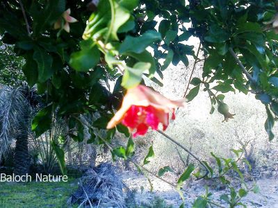 Pomegranate
Anaar
انار
انار یک میوہ ات کہ گیشتر گرماگے ھلاسی او زمستان ء اول سرا پا ورگ ء جاڈی بیت -  انار پُل او انارے گروہگ گیشتر بلوچ شاہراں پہ جنک  ء شرّنگی ء تشبیح داتگ انت -  بلوچستان انارے واستہ وش تبیں موسُم دنت - مکران ے برزی ھنداں بگر تاں سراوان تاں توران اے انارے ردوما باز جوانیں ھند و دمگ انت - انار سُہریں گروھگے توکا سُہریں شیرکنین او تُروپشیں دانگ مان - انار کہ گیش بنت گڈا ایشان تاپ کن انت او اناردانگ جوڈ کن انت - آیے پُوستا چہ بندگ او پژم رجنت - انار دلے نادراہ اے علاج انت -۔
