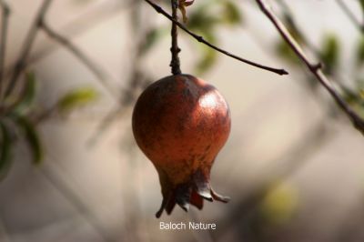 Pomegranate
Anaar
انار
نار یک میوہ ات کہ گیشتر گرماگے ھلاسی او زمستان ء اول سرا پا ورگ ء جاڈی بیت - انار پُل او انارے گروہگ گیشتر بلوچ شاہراں پہ جنک ء شرّنگی ء تشبیح داتگ انت - بلوچستان انارے واستہ وش تبیں موسُم دنت - مکران ے برزی ھنداں بگر تاں سراوان تاں توران اے انارے ردوما باز جوانیں ھند و دمگ انت - انار سُہریں گروھگے توکا سُہریں شیرکنین او تُروپشیں دانگ مان - انار کہ گیش بنت گڈا ایشان تاپ کن انت او اناردانگ جوڈ کن انت - آیے پُوستا چہ بندگ او پژم رجنت - انار دلے نادراہ اے علاج انت -۔
