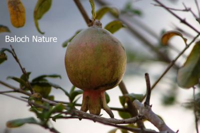 Pomegranate
Anaar e Danag
انار ء دانگ
انار ءِ اسل چہ کوہ ءِ کاپ ءِ ہند ءُ دمگ انت، بلے مرچی باندا تانسریں دُگنیا انارءِ کشت ءُ کشار است انت ، پنچ چہ ہشت میٹر ءِ کساس ءِ درچک انت ۔ سُہرین ڈولداریں پُل پر کنت ، انار ء بر ءِ توکا دو سد تا چاردہ سد آپلوکیں سپید، جمو ءُ سُہر گونگیں دانگ مان بیت کہ شرکن انت ۔ بلوچستان ءَ ہم بالادی ہند ءُ دمگاں انار ءِ کشت ءُ کشار کن انت 

