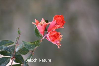 Flower of Pomegranate
Anaar e Poll
انار ء پُل
انار ءِ اسل چہ کوہ ءِ کاپ ءِ ہند ءُ دمگ انت، بلے مرچی باندا تانسریں دُگنیا انارءِ کشت ءُ کشار است انت ، پنچ چہ ہشت میٹر ءِ کساس ءِ درچک انت ۔ سُہرین ڈولداریں پُل پر کنت ، انار ء بر ءِ توکا دو سد تا چاردہ سد آپلوکیں سپید، جمو ءُ سُہر گونگیں دانگ مان بیت کہ شرکن انت ۔ بلوچستان ءَ ہم بالادی ہند ءُ دمگاں انار ءِ کشت ءُ کشار کن انت 
