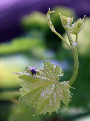 Grape 
انگور
Angoor
ادا انگور نالک انت ۔
