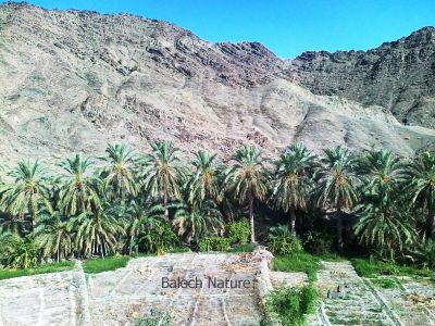 A Oasis of Zamoran
Zamoran e Machkadag
زامُران ءِ مچکدگ
مکران مچکدگانی جاہ انت ،بلے زامُران مذاتیانی جاہ انت ۔ مزّاتی ہما مچ انت کہ گوں وتی گران بریں سُہر گونگیں زنڈ دانگیں براں براہ دار انت ۔ اے اکس ءِ تہا مزاتی مچ کوہ ءِ دامن ءَ کتّار انت ۔ 

