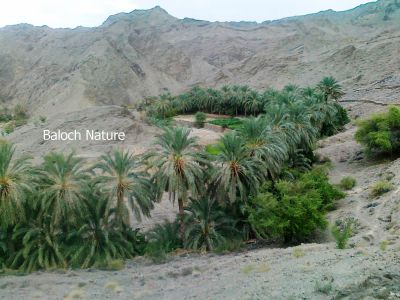 Baloch Classic Caltivate
Anko Zamoran Dashtok e Nadarag
انکو ، دشتوک ءِ یک ندارگے
انکو یک کسانیں کلّگے کہ دشتوک زامُران ءَ آباد انت ۔ اے اکس مچّانی رد و بند آہانی پُچ پادگانی ، ساپ ءُ سلہے پدّر کناگان انت۔
