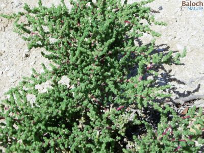 Salsola Imbricata
Anshag
انشگ
انشگ کسانیں درچکے کہ گیشتر ماں سورگیں جاہاں رودیت - بہارے ھوراں رودیت بلے گرماگ ء  ہم زندگ بیت - اشیے تاک گْگ بنت و آپ ء پُر بنت - اشیا بیدے اْشترا دگہ دلوت نہ چرانت

