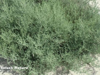 Salsola Imbricata

انشگ
Anshag
انشگ کسانیں درچکے کہ گیشتر ماں سورگیں جاہاں رودیت - بہارے ھوراں رودیت بلے گرماگ ء ہم زندگ بیت - اشیے تاک گْگ بنت و آپ ء پُر بنت - اشیا بیدے اْشترا دگہ دلوت نہ چرانت
