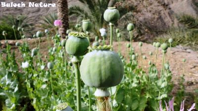 Opium

Ashaash o Apeen
اشاش ءَ چہ اپین بزاں تریاک دگہ توتار کنوکیں چیز جوڑ کنگ بیت ۔ تریاک ہم ءَ درمان ءَ گوش انت کہ درد ءِ اگاں انسان ءَ بہ گپت، گڑا تو تریاک ءِ دیگ ءَ آئیے درد ایرموش بیت ءُ دردے ہچ سما ئے نہ بیت، بلے مرچاں چریشیا سل کاریاں بزاں نشہ ءِ باز درمان جوڑ کن انت ۔ کہ انسان ءِ واستہ باز تاوان انت۔ 

