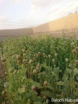 Papaver paeoniflorum

اشاش
Ashaash
اشاش ءَ چہ اپین بزاں تریاک دگہ توتار کنوکیں چیز جوڑ کنگ بیت ۔ تریاک ہم ءَ درمان ءَ گوش انت کہ درد ءِ اگاں انسان ءَ بہ گپت، گڑا تو تریاک ءِ دیگ ءَ آئیے درد ایرموش بیت ءُ دردے ہچ سما ئے نہ بیت، بلے مرچاں چریشیا سل کاریاں بزاں نشہ ءِ باز درمان جوڑ کن انت ۔ کہ انسان ءِ واستہ باز تاوان انت۔ 

