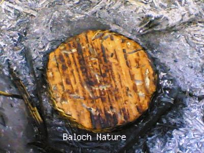 Balochi Classic Bread with fish
Ashpoht
اِشپُھت

