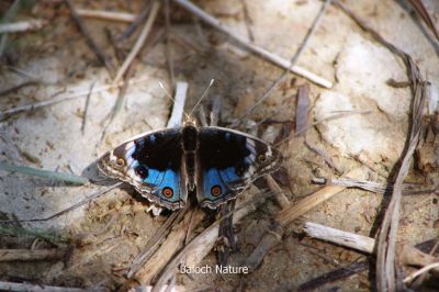 Butterfly Blue Pansi
Sabzin Aazmani Mollahok
سبزیں آزمانی مُلّاہُک
سبزیں آزمانی مُلّاہُک یا پاتو بلوچستان دست کپیت اے گیشتر کشارانی تہا گردیت اے باز ڈولدار انت اشیے بانزُل سیاہ او آزمانی رنگانی نقش انت - چمیشکا اے مُلاھُکا یا پاتو ا سبزیں آزمانی ملاھُک گوش انت -۔
