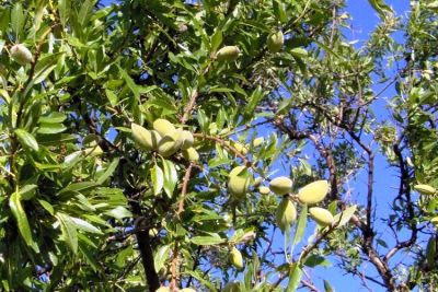 Almond
بادام
Badaam
بلوچستان ءِ آب ءُ ھوا بزاں موسم پہ دگنیائے ہمک درچک ءُ دارانی واستہ بے مٹ ءُ بےدرور انت ۔ بادام بلوچستان ءِ بالائی ھند و دمگاں شرریں وڑیا پاگ یا بر دنت۔ بادام دگنیائے گران کیمتیں ھُشکاوگیں میوہاں چہ یک ات٫ ایشے لوٹ مدامی است انت ۔ چہ بادام ءَ چہ ٹیل ہم کش انت۔ دگہ بازیں کاراں کارمرز کن انت۔


