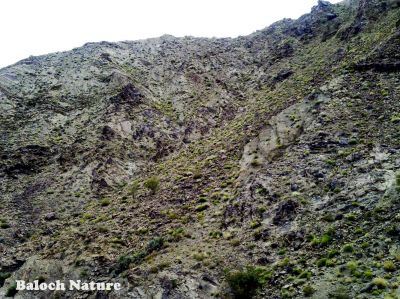 Nagan zawal mount
نگن زوال بند
Nagan zawal band
اگان بلوچستان ءَموسمی ھور بہ بنت گڈاں میدان سر سبز بنت ہمے وڈا مئے کوہ ءُ بند ہم سبز بنت، ادا کوہ بہار گاہ انت۔ نگن زوال بند زامران انت۔
