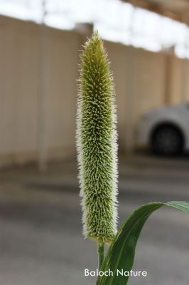 Millet
باجری
Bajeri
باجری یا باجرہ یک دھل ءِ ۔ اے کساس دہ ہزار سال آسیا ءَ کشت کشار کنگ بوتگ ۔ اے چہ نیم میٹر بگر تاں چار میٹر دراج بوت کنت۔ اشیے نان ، کیک او دگہ بازین ءِ جوڑ کن انت ۔ مرچی باندا گیشتر آسیا او افریکہ ءَ کشاورزی کن انت ۔
