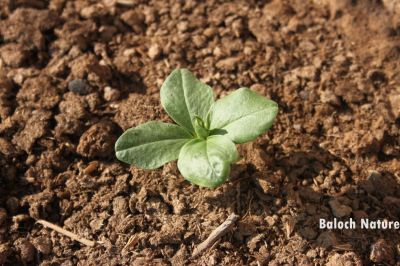 Vicia faba or Faba bean
باکلینک ءِ تُمکار
Bakalaink e tomkar
وھدیکہ بانکلینک ء تمکار بیت ۔ گونڈہ ڈننے زاھریں بانکلینکاں چن انت ءُ ورانت ۔ چیا کہ نمبین زمین ء سرا کپتگ انت نرم انت ءُ ورگ ء وش انت ۔ نازُرکیں بانکلینکانی تاکانی ورگ ہم وش انت ۔ بانکلینک ء تاکانی چٹاں جن انت ۔ باز وشیں تامدار انت ۔ 
