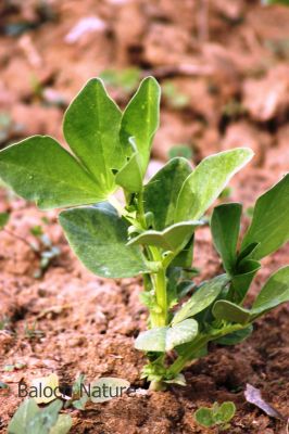 Vicia faba or Faba bean
Bakalaink
باکلینک
بانکلینک بلوچانی کوھنیں کشارے، باز نازرکیں پسل ء 5 فٹ ء برز بیت - اشیا نومبرا کش انت او مارچ ء گڈسرا موش کن انت - بانکلینک نازرکیں کوسرکاں نارُشت کن انت وھدے ھشک بنت گڈا اشیا ڈلوک ء سرا ڈل انت او نارُشت کن انت - او آمین ء درگتا کوّل کن انت ناہے گونا ورنتے اے ھمک ّوھدا کار دنت -۔
ادا باکلینک نوک کش انت ۔

